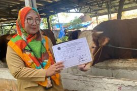 Pedagang diingatkan untuk karantina terlebih dahulu hewan kurban yang sakit