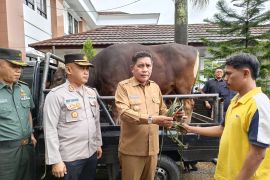 Jelang Idul Adha, Pemkot Ambon salurkan bantuan 115 hewan kurban untuk sejumlah masjid
