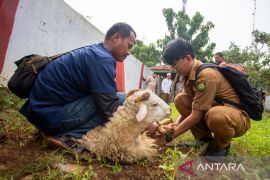 Pemkab Indramayu mengimbau warga beli hewan kurban yang dilengkapi SKKH