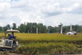 Sumsel target tambah produksi padi sebanyak satu juta ton
