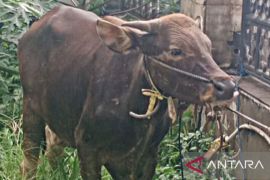 Gereja Protestan  Maluku sumbang sapi kurban sebagai bentuk toleransi
