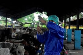 Jumlah hewan kurban yang diperjualbelikan di Kabupaten Bekasi turun 18 persen