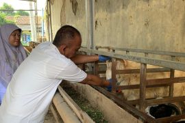 Petugas periksa kesehatan 4.606 ekor hewan kurban di Lebak