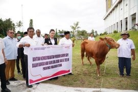 Gubernur Malut salurkan 11 ekor sapi hewan kurban bantuan Presiden