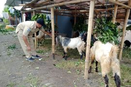 Distan: Hewan kurban di Mataram bebas antraks dan PMK