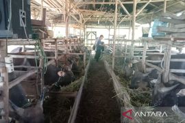 Pemkot Bengkulu intensif lakukan pemeriksaan hewan jelang Idul Adha