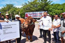 Situbondo terima bantuan sapi kurban 1.160 kg dari Presiden Prabowo