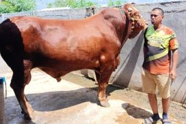 Presiden Prabowo sumbang sapi kurban seharga Rp117 juta di Sidrap Sulsel