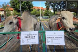 Prabowo kurban sapi jenis PO di Masjid Al-Akbar Surabaya