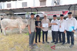 Sapi kurban Presiden Prabowo diserahkan ke Masjid Sultan di Tanjungbalai