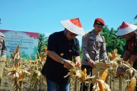 Bengkulu panen 3.320 ton jagung upaya perkuat ketahanan pangan