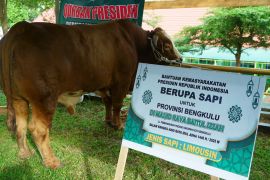 Presiden Prabowo serahkan bantuan 11 sapi kurban untuk Bengkulu