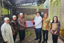 Vandiko Gultom serahkan sapi bantuan Presiden Prabowo dan Gubsu Bobby di Mesjid Al Hasanah Pangururan