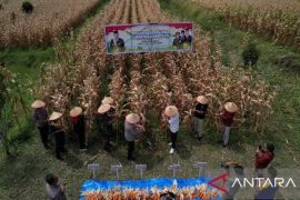 Pemkab Solok apresiasi panen raya jagung kuartal II Polres Solok