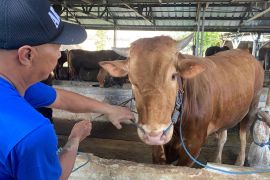 5 ayat Al Quran yang jelaskan perintah berkurban di Idul Adha