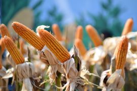 Wagub Jabar sebut potensi jagung di Indramayu belum tergarap optimal