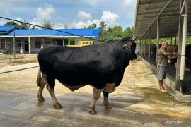 Sapi kurban Presiden Prabowo untuk Balikpapan berbobot 830 kilogram