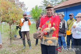 Pemprov Papeg mendorong penanaman 5.000 pohon di delapan kabupaten