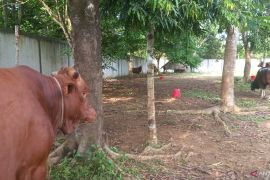 Pemprov Babel kerahkan tim kesehatan hewan kurban