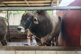 Presiden Prabowo sumbang satu sapi kurban di Belitung