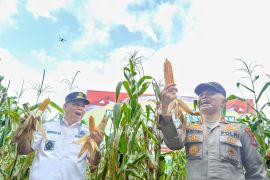Babel panen ratusan ton jagung di lahan bekas tambang timah
