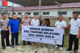 KEK Tanjung Kelayang salurkan empat ekor sapi kurban