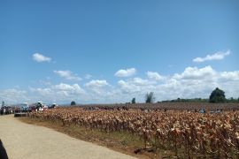 Presiden Prabowo hadiri panen raya jagung di Bengkayang Kalbar
