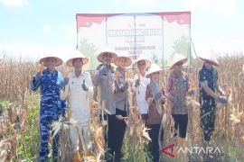 South Kalimantan Police sets a record, harvesting 41 tons corn in wetlands