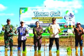 Distanhorbun Tanah Laut: Estimasi tanam Oktober-Mei 2024/2025 seluas 50.531 hektare