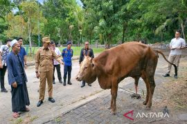 Bupati Madina serahkan sapi kurban Gubsu ke masjid agung Nur Alan Nur