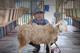 Baznas Kaltim  genjot pemberdayaan umat lewat peternakan hingga UMKM