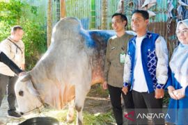 Presiden Prabowo kurban sapi 850 kg di Masjid Sultan Suriansyah