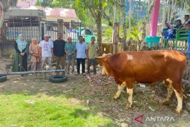 Relasi Sabar AS serahkan Hewan Qurban empat titik di Pasaman