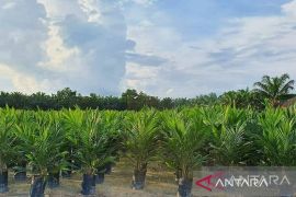 Kebun Tamora PTPN IV Regional III komitmen perkuat kinerja gemilang