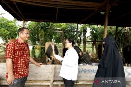 Pemprov Gorontalo pastikan kesehatan hewan kurban jelang Idul Adha