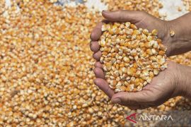 Panen raya jagung serentak di Ciamis