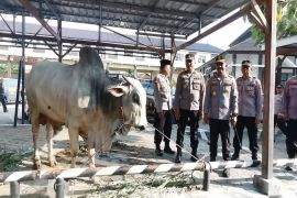 Polres Pemalang pastikan 24 hewan kurban aman dari PMK
