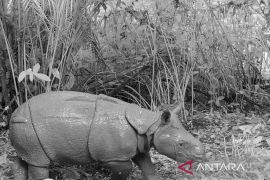 Ministry to translocate Javan rhinos to create second population