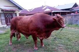 Tujuh sapi bantuan Presiden di Gorontalo siap didistribusikan