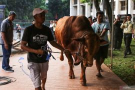 Penajam usul Labangka Barat terima bantuan hewan kurban Presiden