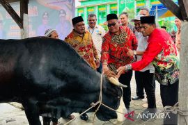 Pemkab Manokwari sumbang 131 sapi kurban