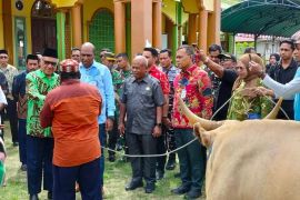 Empat masjid di Kaimana terima sapi kurban dari Presiden RI dan Pemprov