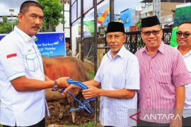 Kajati Maluku serahkan bantuan sapi kurban ke Masjid Alfatah  Ambon