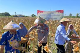 Kapolres Situbondo sebut panen raya komitmen Polri dukung ketahanan pangan