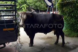 Presiden Prabowo berikan bantuan 18 ekor sapi kurban di Provinsi Sulteng