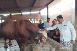 Hasil uji laboratorium  sapi kurban bantuan Presiden dinyatakan sehat