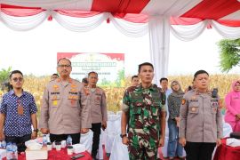 Polres Langkat panen raya jagung kuartal kedua