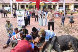 Polres Langkat sembelih 12 ekor lembu dan lima ekor kambing