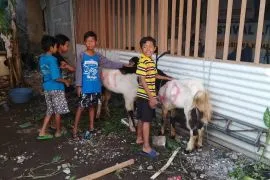 ANTARA Jatim kurban tiga ekor kambing di momen Idul Adha 1446 H