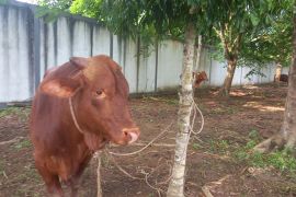 Masjid Jami' Pangkalpinang potong 19 hewan kurban